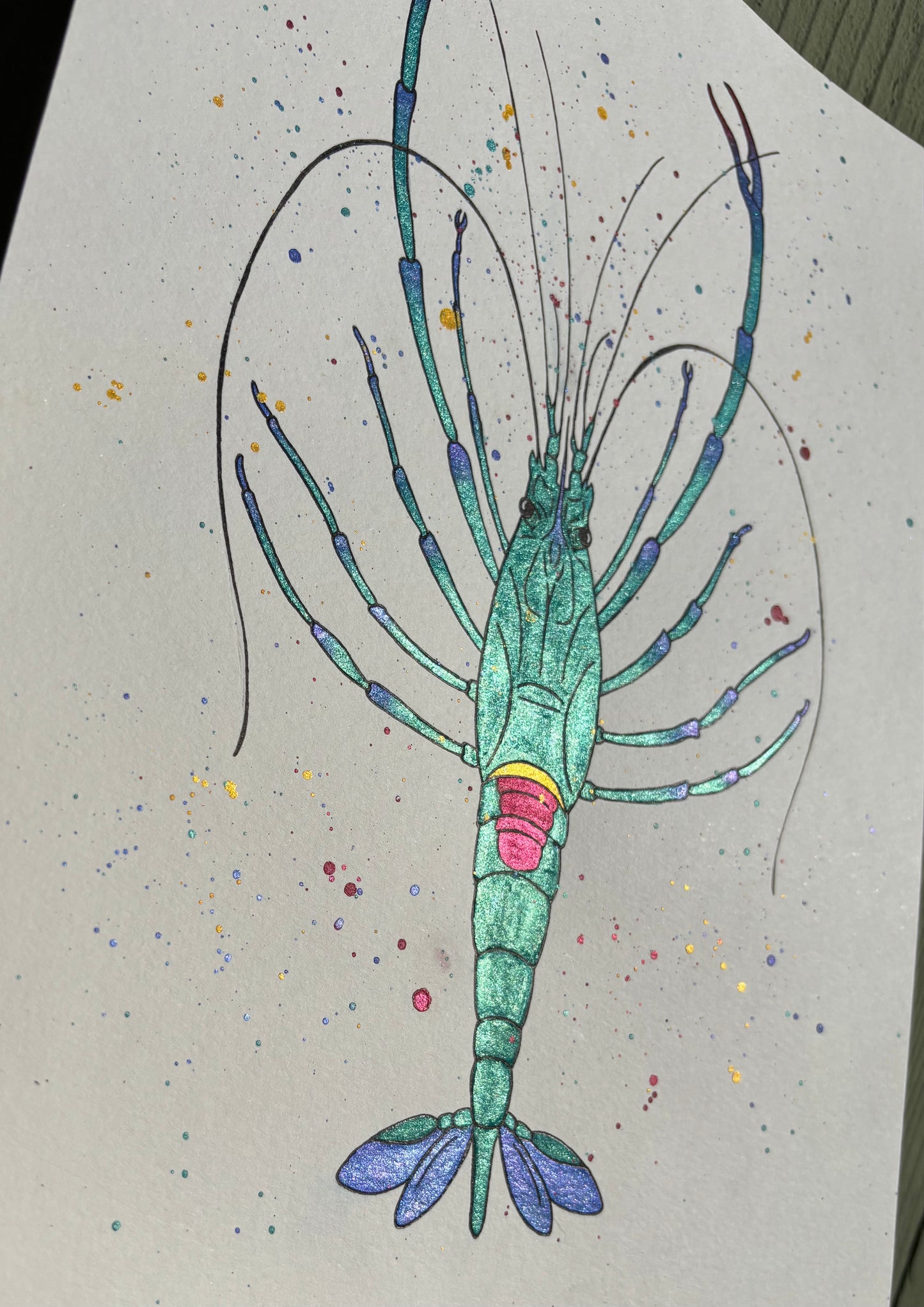 “Gubba” watercolor shrimp painting